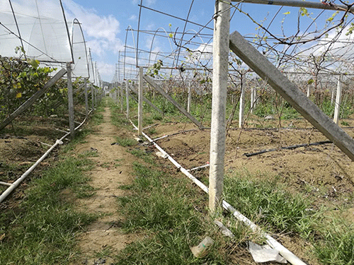 秋葵视频黄色网站系统 秋葵视频黄色网站系统