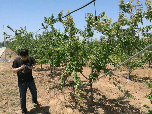 农业秋葵视频黄色网站