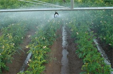 秋葵视频黄色网站系统厂家