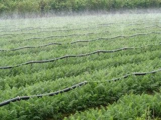 节水秋葵视频黄色网站